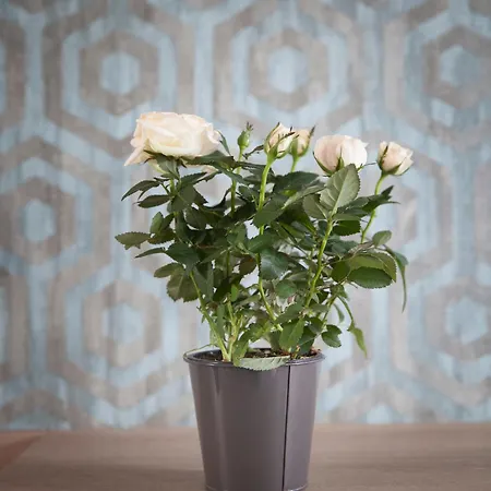 Hotel Chabrol Opera 3*