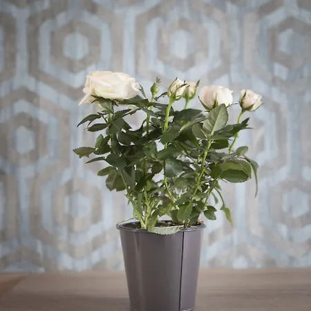 מלון Chabrol Opera פריז