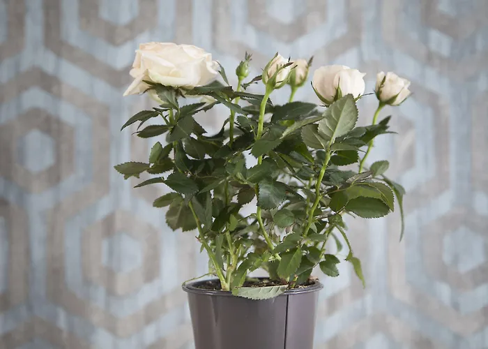 Hotel Chabrol Opera Paris